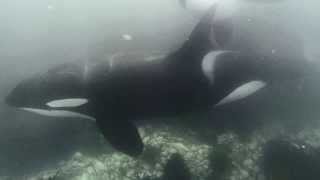 killer whale drive by