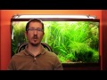 Science Alliance Episode 4: Lighting. T5HO vs LEDs (Planted Tank)