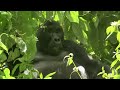 Gorilla shows Steve who's boss - Deadly 60 - Series 2 - BBC