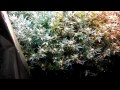 legal medical cannabis scrog grow tent setup