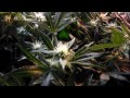 legal medical cannabis scrog grow tent setup