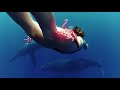 GoPro: Whale Fantasia