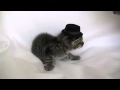 Chaton - Chat Maltraitance