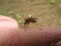 Blood sucking mosquito