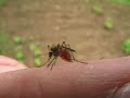 Blood sucking mosquito