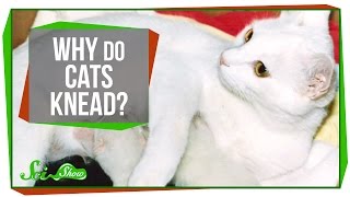 Why Do Cats Knead?