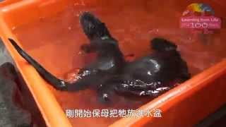 水獺兄弟學捉魚 Otter Cubs learn to swim