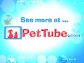 Cutest Wrestling Match Ever - PetTube.com
