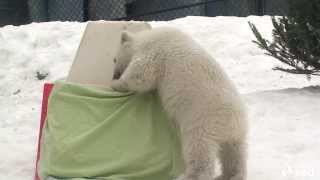 Toronto Zoo Polar Bear Cub Reveals Name