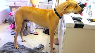 GIGANTIC DOG DRINKS FROM FAUCET!