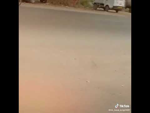 Funny animal collection from tik tok😂😂😂😂😂