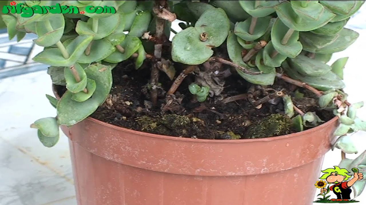 watering cacti and succulents youtube watering cacti and succulents youtube