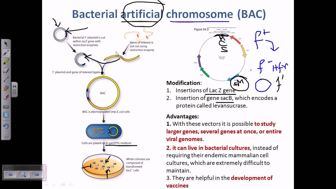 Bacterial artifical chromosome (BACs) - YouTube
