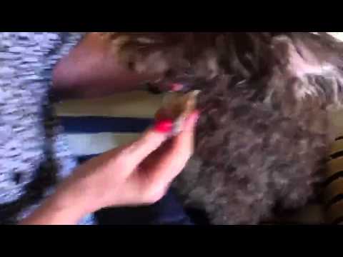 how to remove warts on dogs health how to treat warts how to remove warts on dogs health how to treat warts