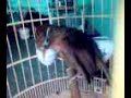 chim hoa mi hot dinh cao giong tay bac