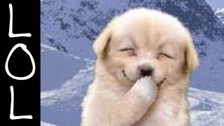 Funny Dogs - World's Funniest Dog Video Ever!