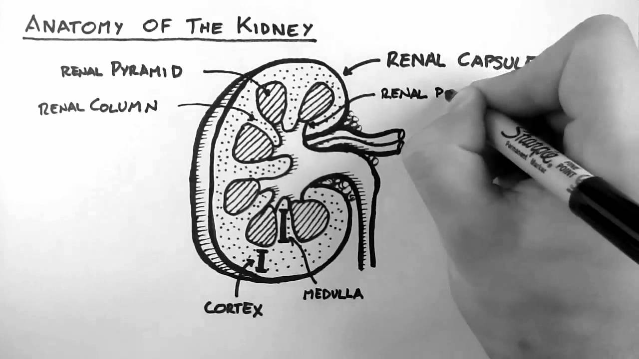Renal Anatomy 1 - Kidney - YouTube