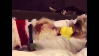 Zooey Deschanel and her Dogs Fight over toy-Best Instagram Videos-6/25