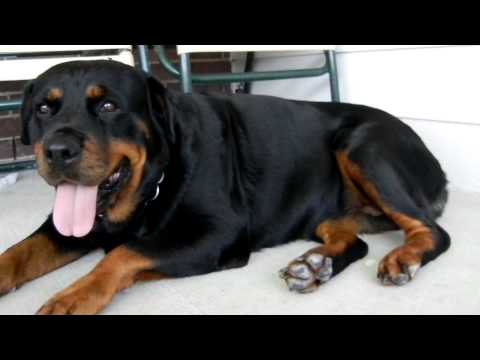 dew claws rottweiler meet the powerful rottweiler breed rottweilervideos dew claws rottweiler meet the powerful rottweiler breed rottweilervideos