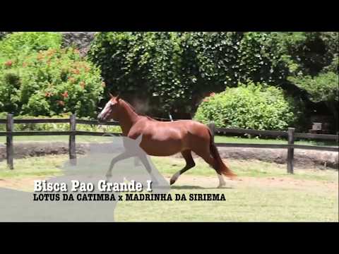 ÉGUA DA SEMANA - BISCA PAO GRANDE I - MANGALARGA MARCHADOR