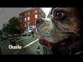 GoPro Dogs in Cars
