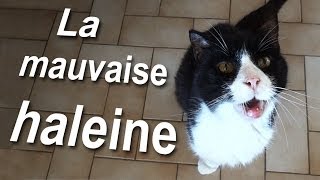 La mauvaise haleine