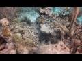 Gopro Underwater - Backscatter Lens