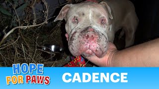 Saving Cadence - an abused Pit Bull shows us the power of second chances.  Please share.