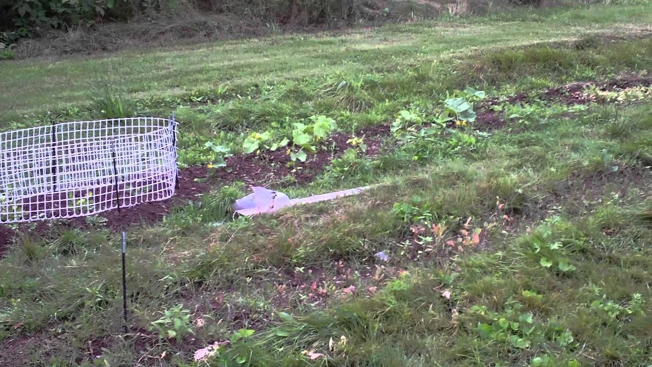 Building a fence for Sugar Snap Peas - Chicken Coop Wire - Trellis 