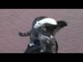 Le chien le chat et le rat