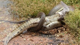 Caught On Tape: Snake Swallows Crocodile In Australia!!