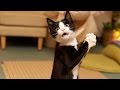 Funny Videos 2014 - Funny Cats Video - Funny Cat Videos Ever - Funny Animals Funny Fails 2014