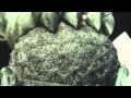 Black Whole - Trailer