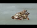 Wildes Deutschland - Die Sächsische Schweiz 1080p