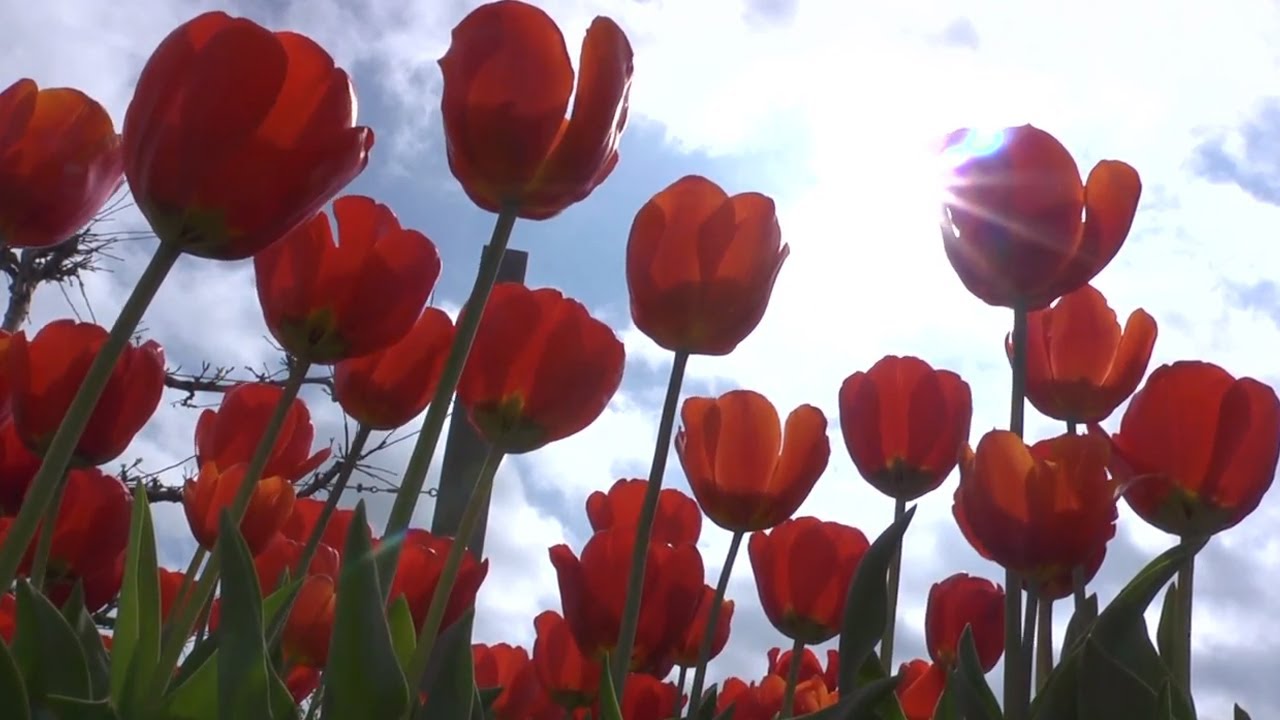 Planting Tulip Bulbs in Fall GHC InDepth With P. Allen