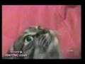 Talking Cat