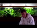 Low Tech Planted Aquarium
