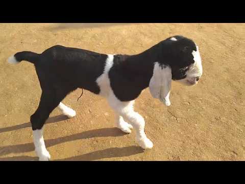 Goat Baby Jumping Goat Baby Funny Baby Goat Videos Funny Baby Videos Funny Videos 2020