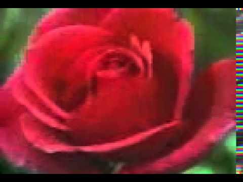 ngentot di kebun - YouTube