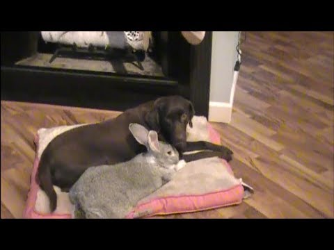Giant Rabbit Playing With Dog - YouTube