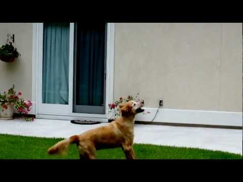 My 13 Year Old Golden Retriever Plays Balloon Game 0 Golden Shepherds Have The Characteristic Of Being Affectionate