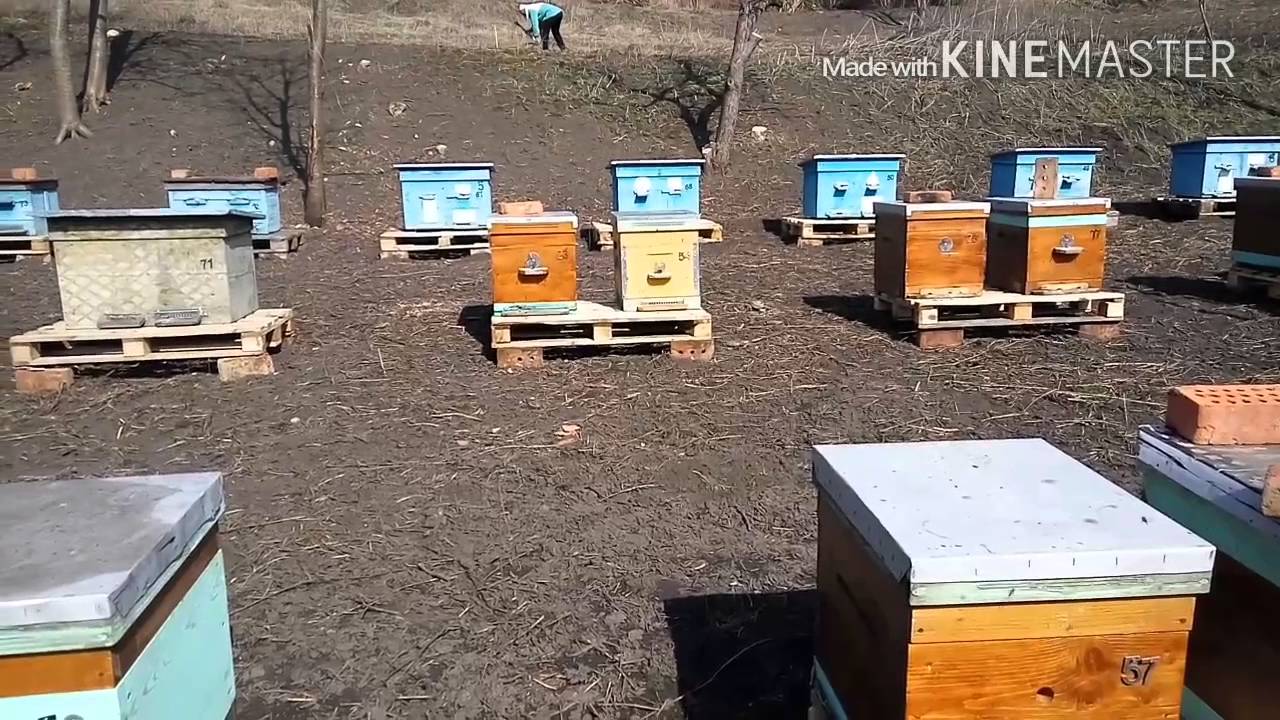 после кагда надо ставить 2 корпус улий что бегайте, прыгайте