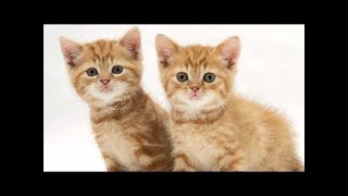 Детская песня - Два кота