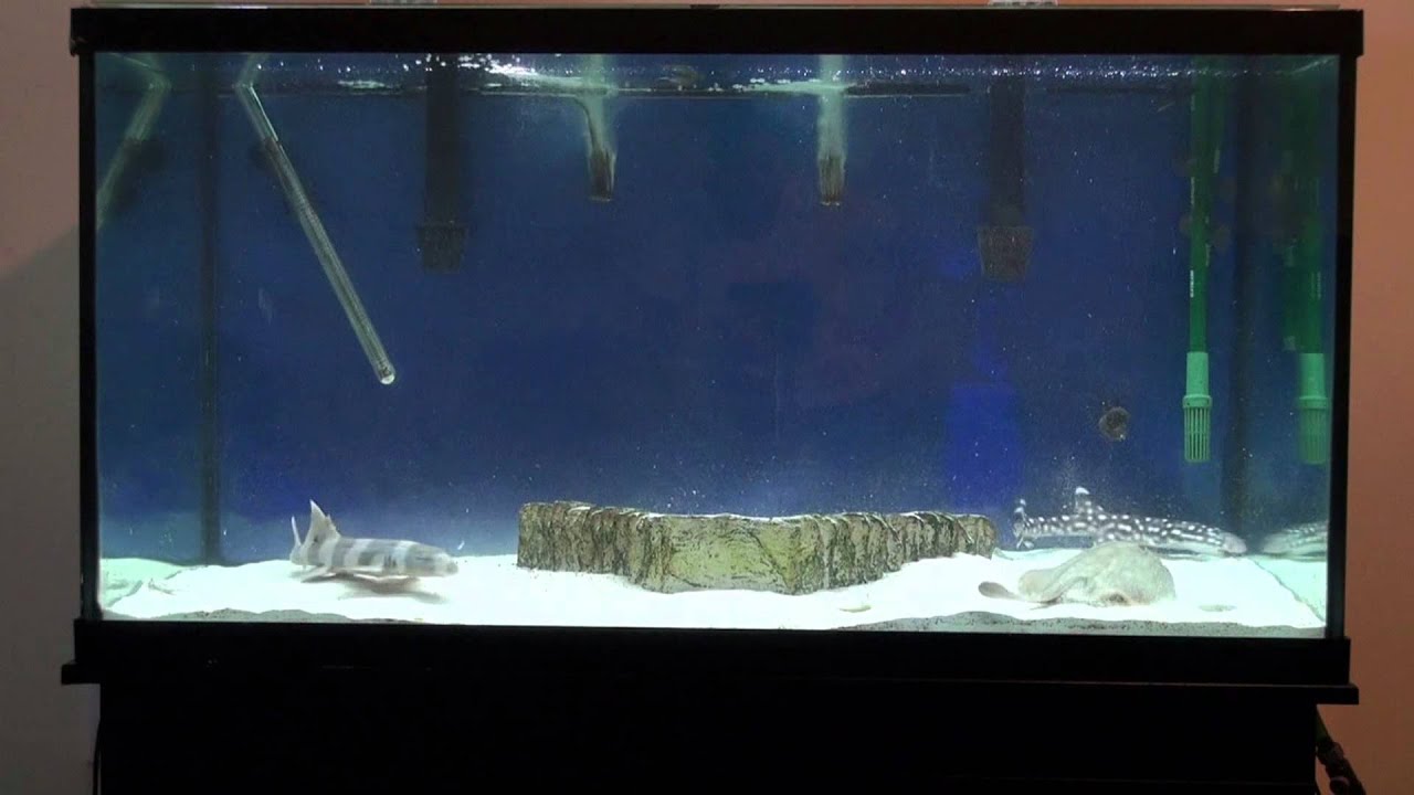 120 Gallon Shark and Stingray Aquarium - YouTube