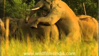 Elephants mating!