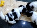 Видео кормления щенков бивера