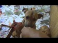 APELO -Cães resgatados na tragédia em Teresópolis - 17/02/2011