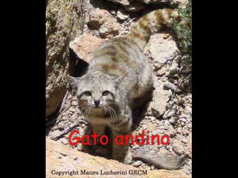 View Animales Nativos Del Peru Para Niños Background