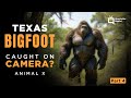 Part 4 Texas Bigfoot - Animal X Natural Mystery Unit