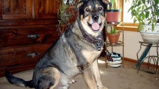 Rottweiler Malamute Cross - Apollo speak Rottweiler Malamute Cross - Apollo speak